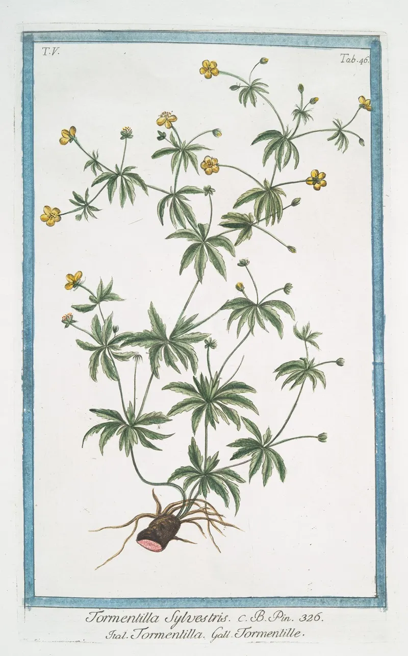 Tormentilla Sylvestris Tormentilla Tormentille Blood Root Shepherds Knot English Sarasaparilla Ewe Daisy
