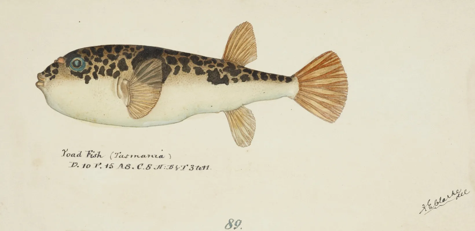 Torquigener Glaber Tas Pufferfish