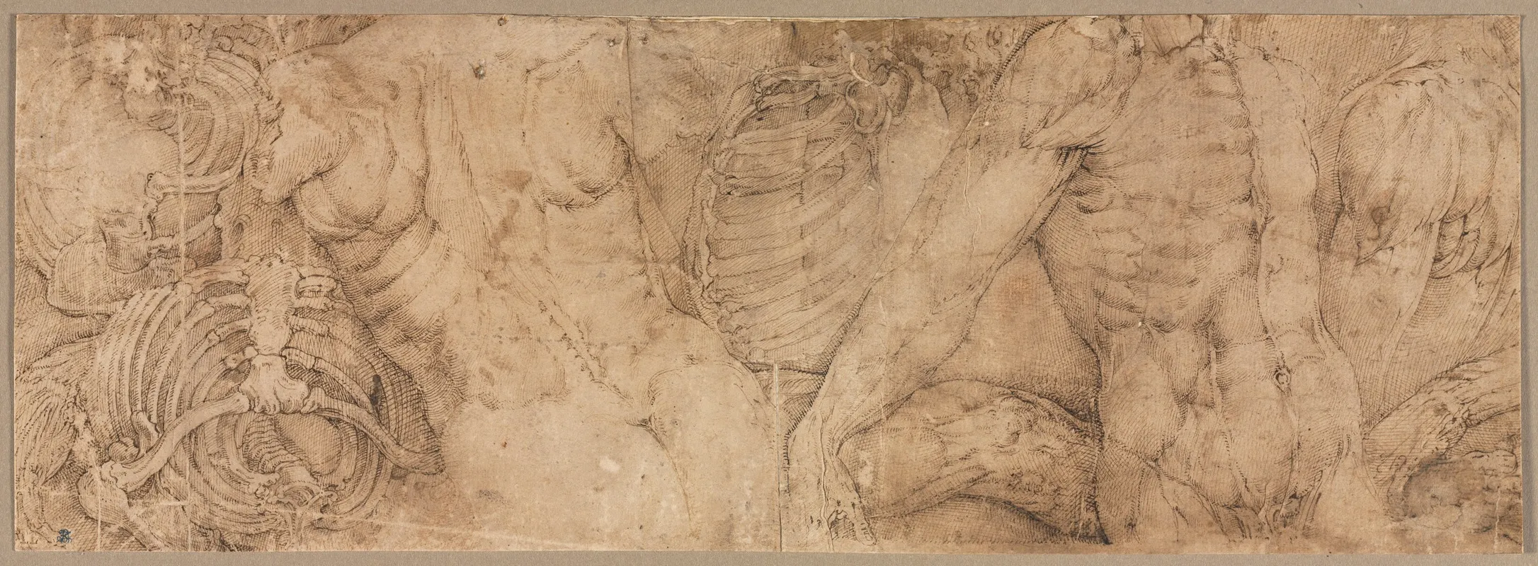 Torsos With Rib Cages by Battista Franco - Canvas Print
