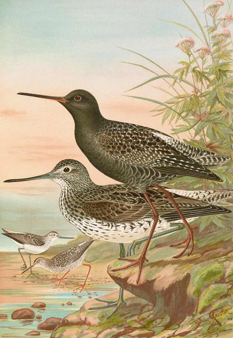 Totanus Fuscus Totanus Littoreus 2