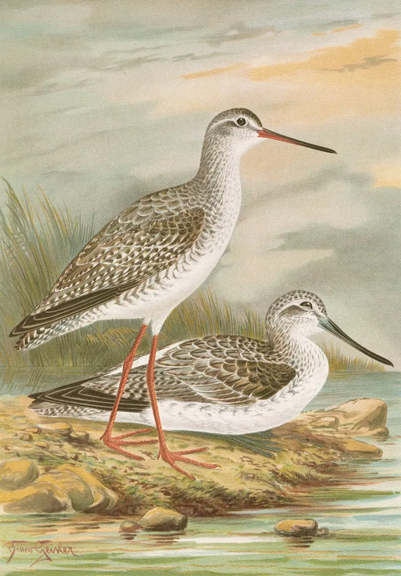 Totanus Fuscus Totanus Littoreus