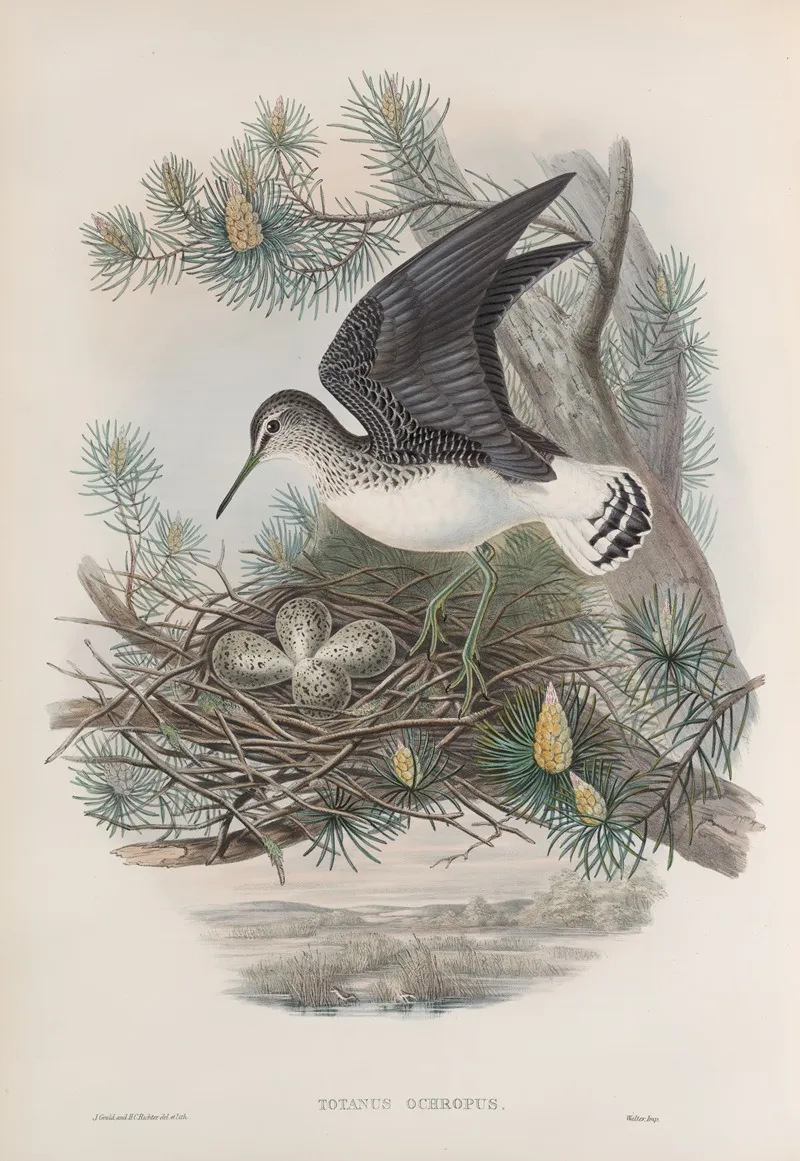 Totanus Ochropus Green Sandpiper