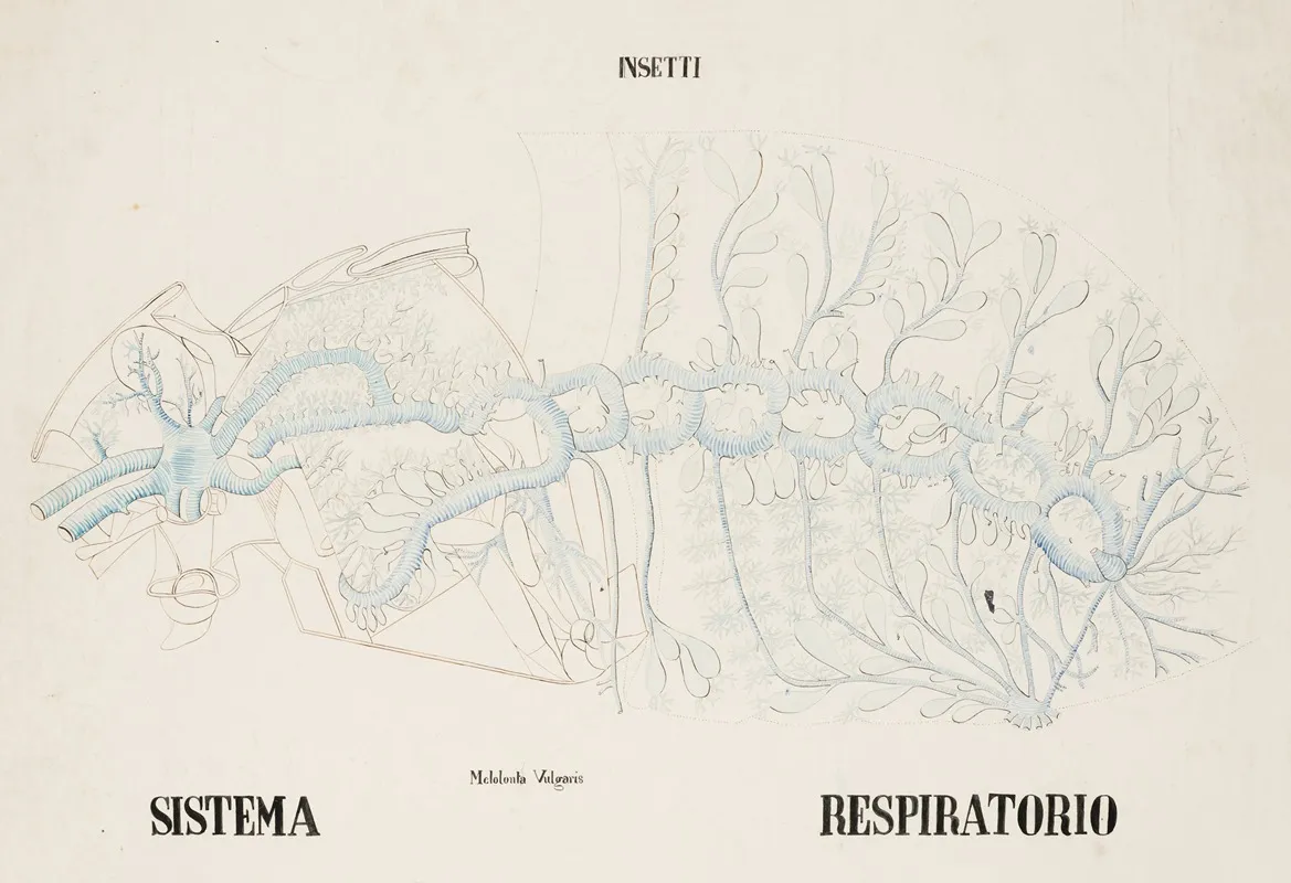 Tracheal System Of The Common Cockchafer Melolontha Melolontha
