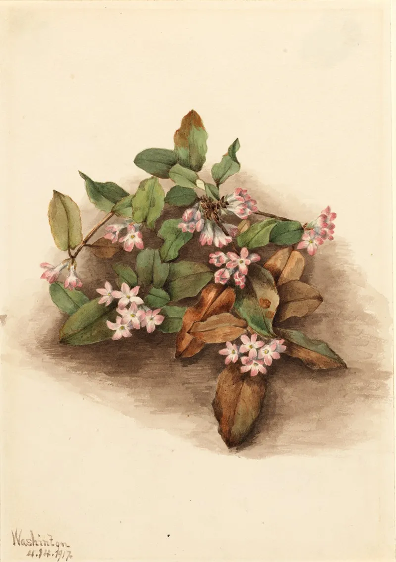 Trailing Arbutus Epigaea Repens 2