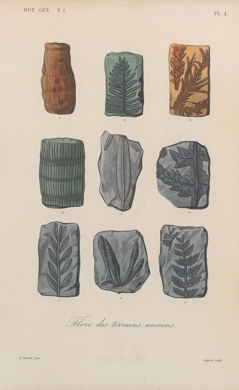 Traite De Botanique Generale Pl 004