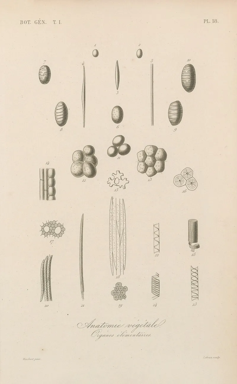 Traite De Botanique Generale Pl 018