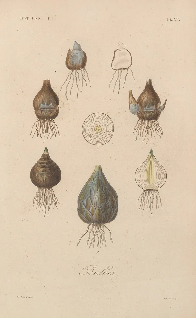 Traite De Botanique Generale Pl 027