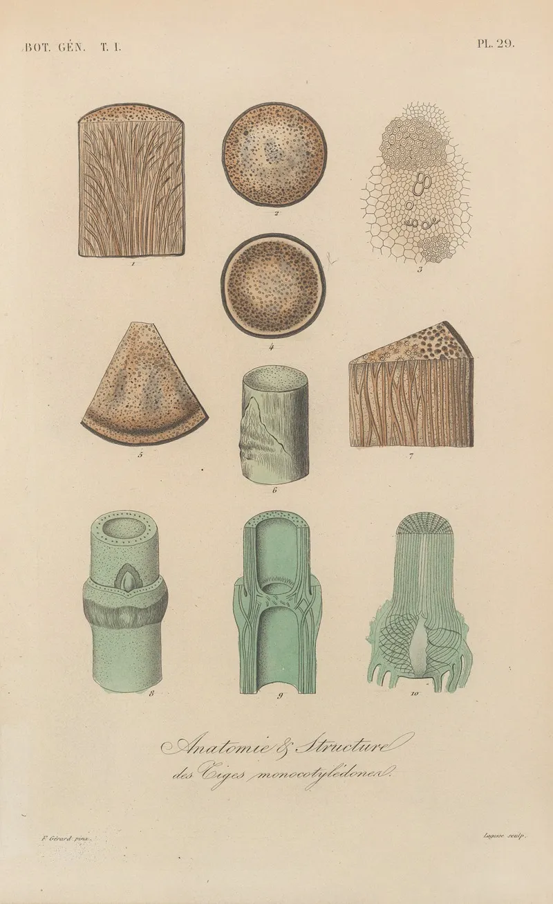 Traite De Botanique Generale Pl 029