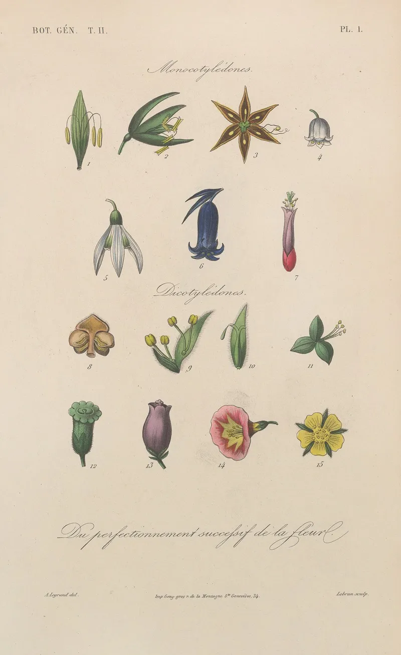 Traite De Botanique Generale Pl 054