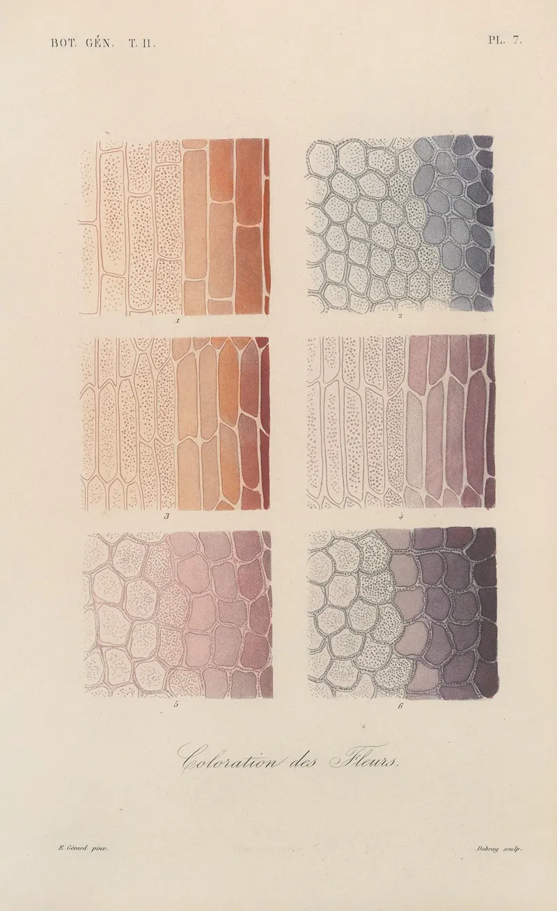 Traite De Botanique Generale Pl 058