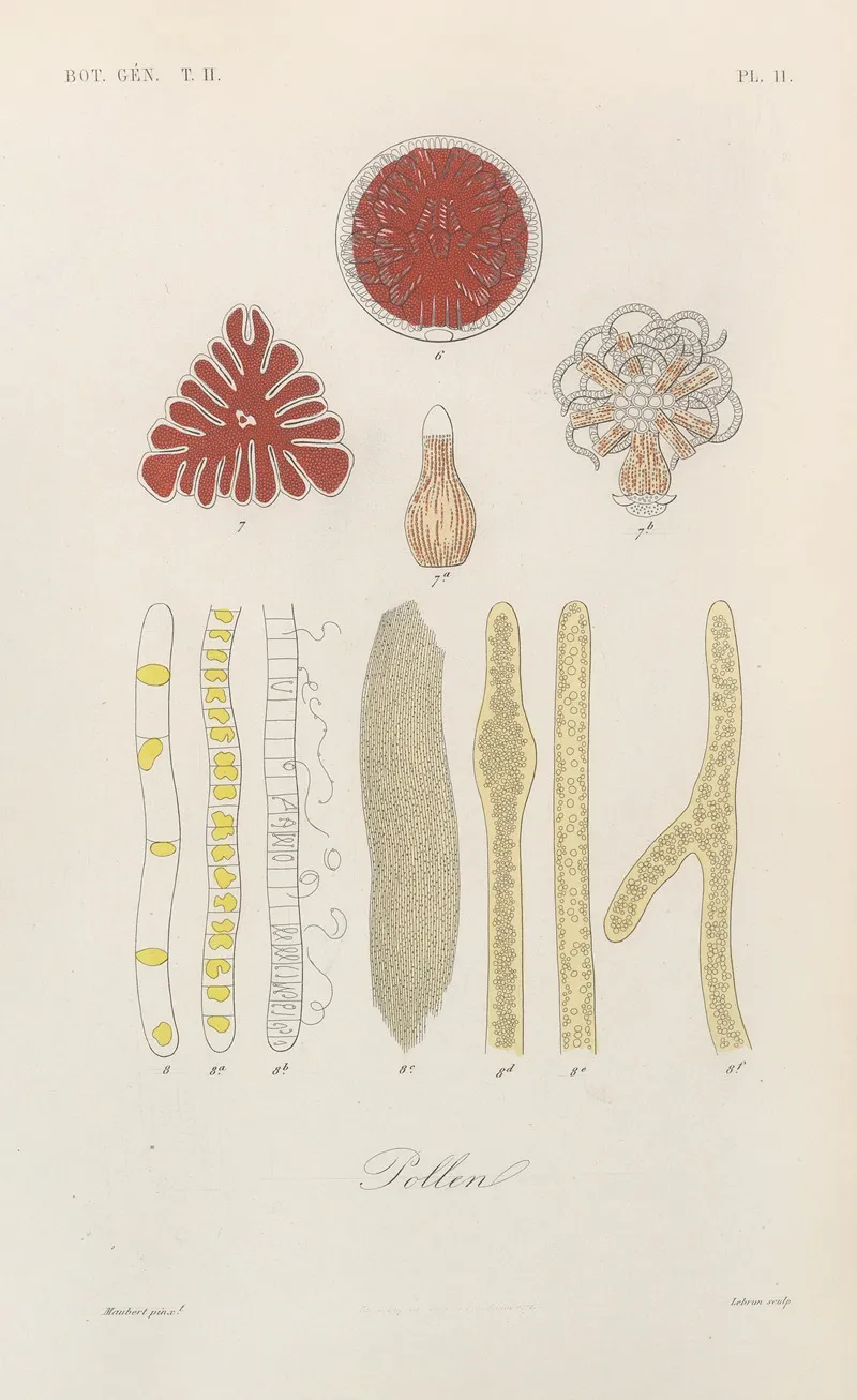 Traite De Botanique Generale Pl 062