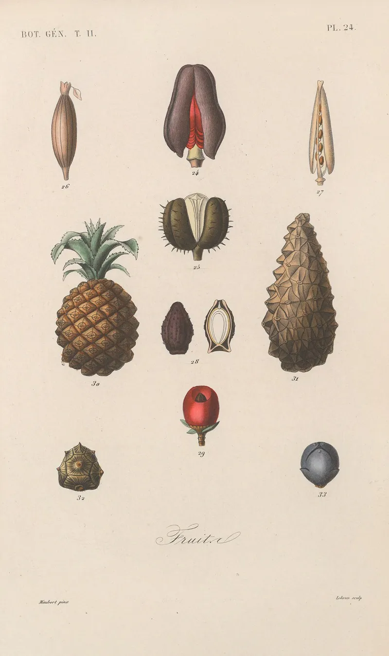 Traite De Botanique Generale Pl 075