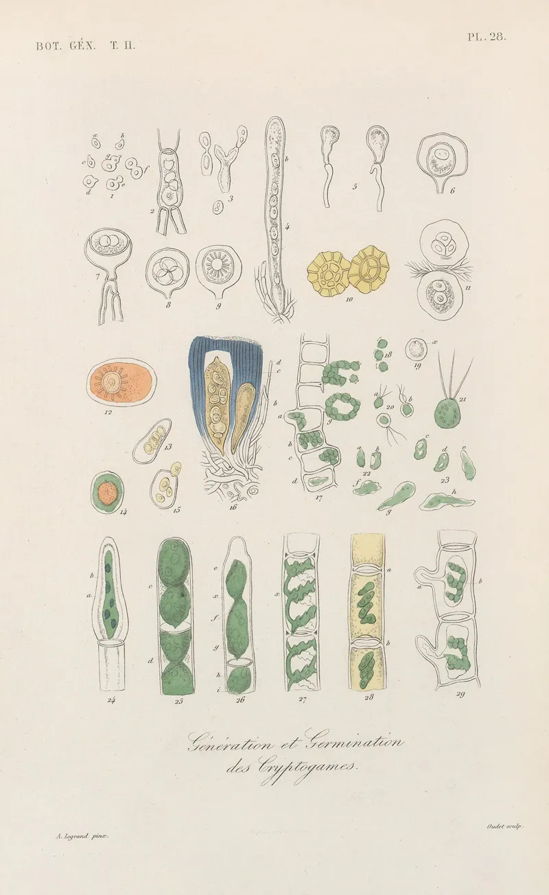 Traite De Botanique Generale Pl 079