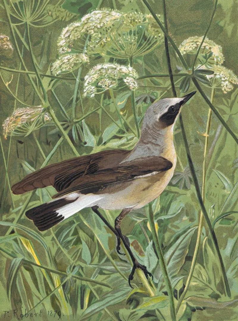 Traquet Motteux by Léo-Paul Robert - Canvas Print