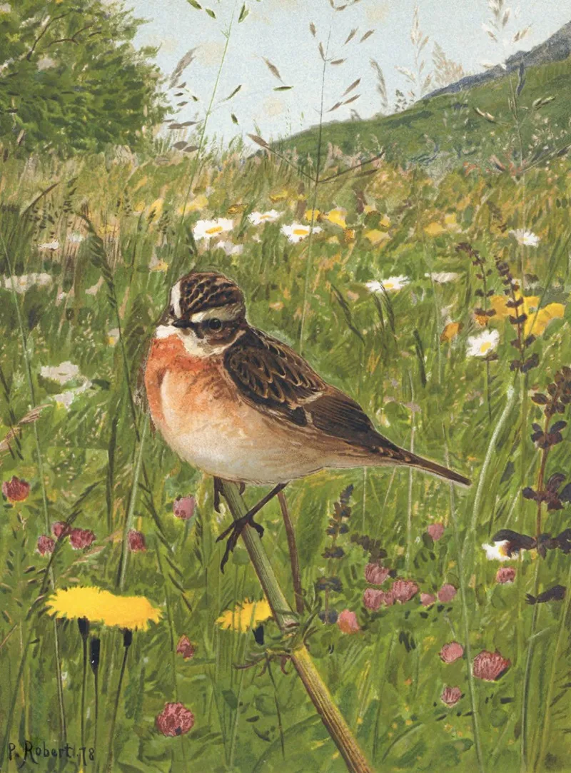 Traquet Tarier by Léo-Paul Robert - Canvas Print