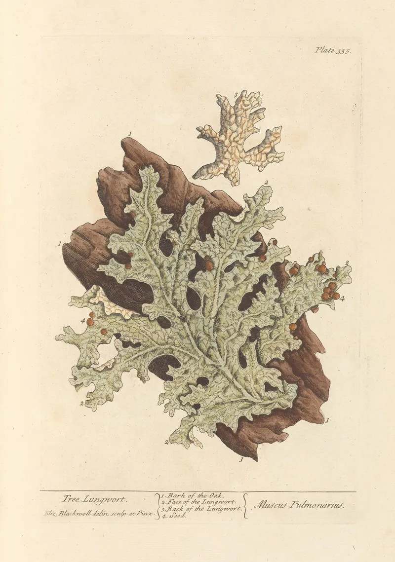 Tree Lungwort