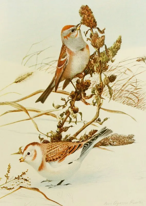 Tree Sparrowsnowflake