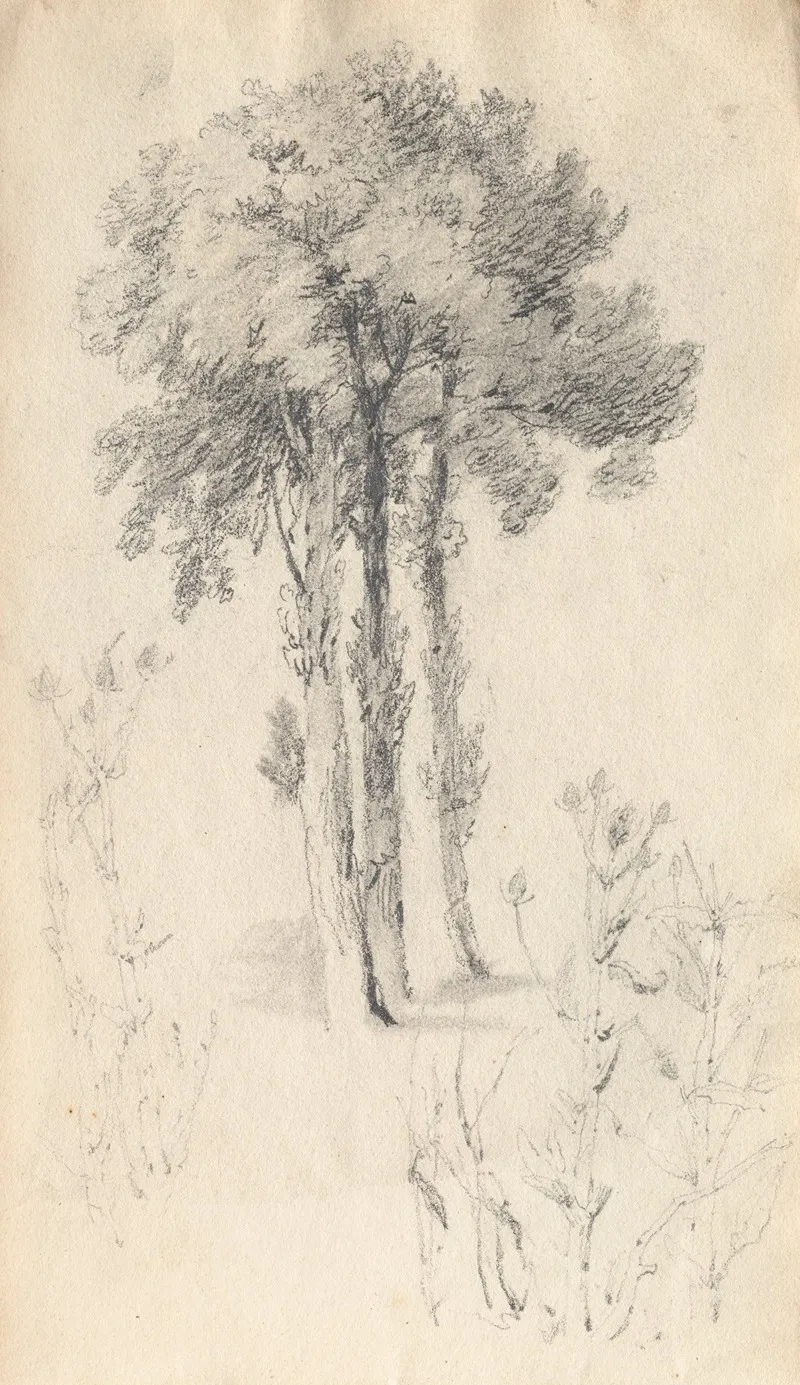 Tree Study 18