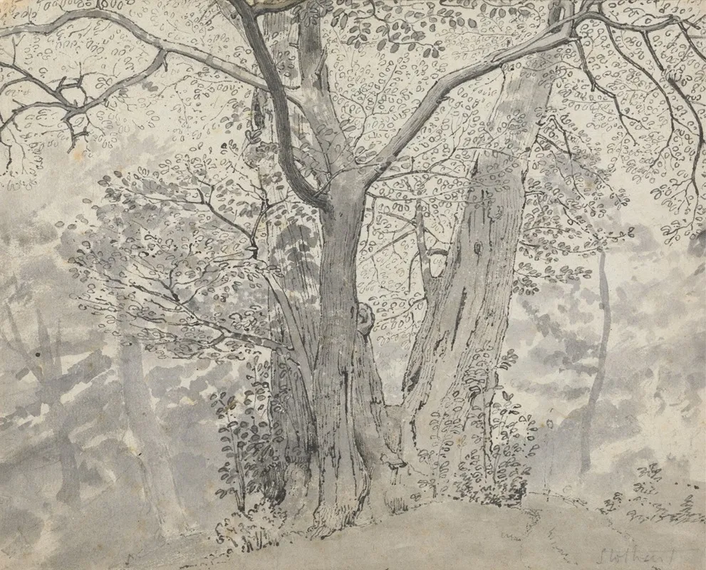 Tree Study 9