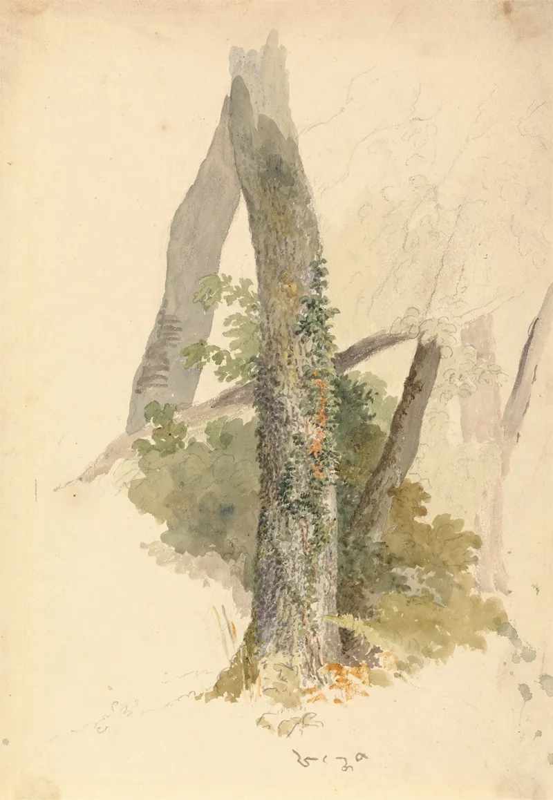 Tree Study With Ivy Clinging To Stump