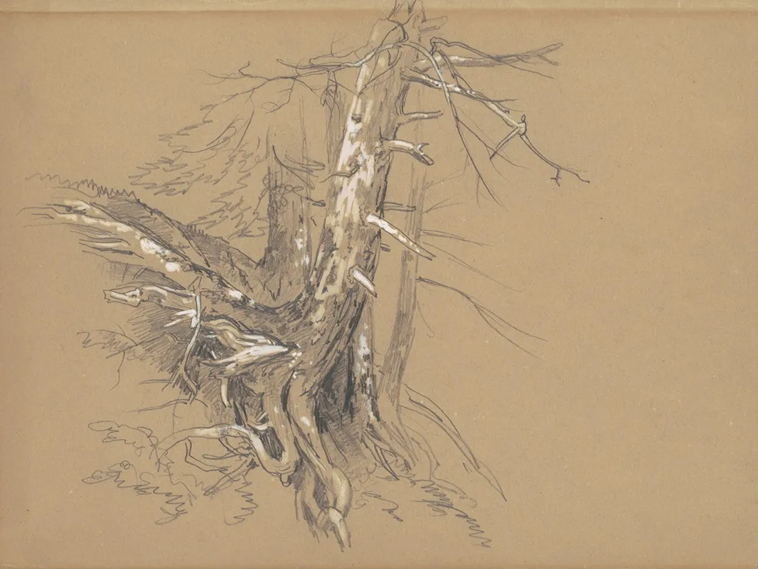 Tree Trunks by David Johnson - Canvas Print