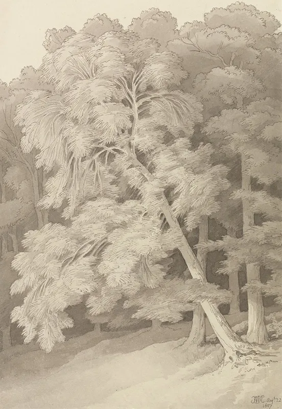 Trees In A Wood by John White Abbott - Canvas Print
