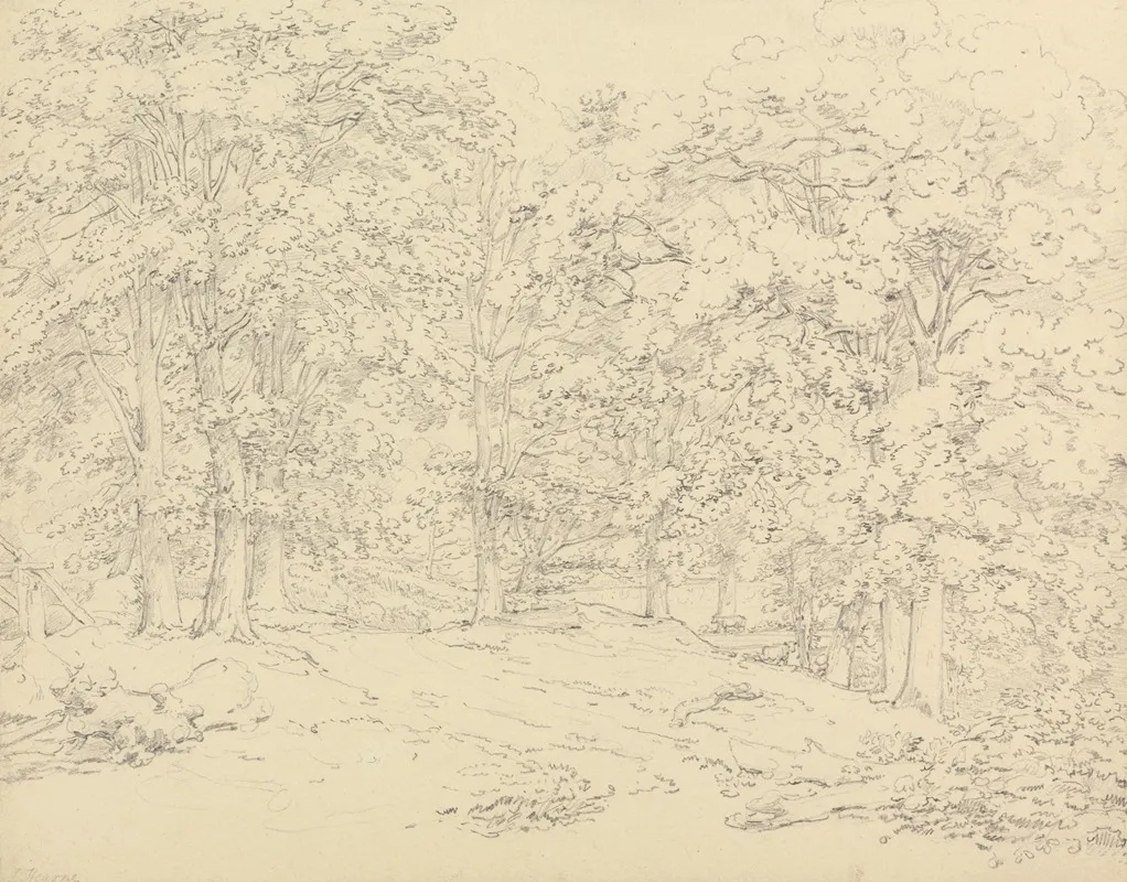Trees In Ashtead Park Surrey