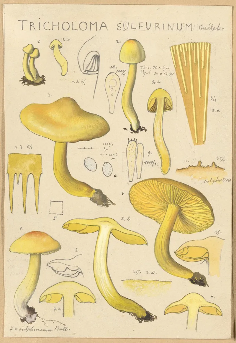 Tricholoma Sulfurinum by Hans Walty - Canvas Print