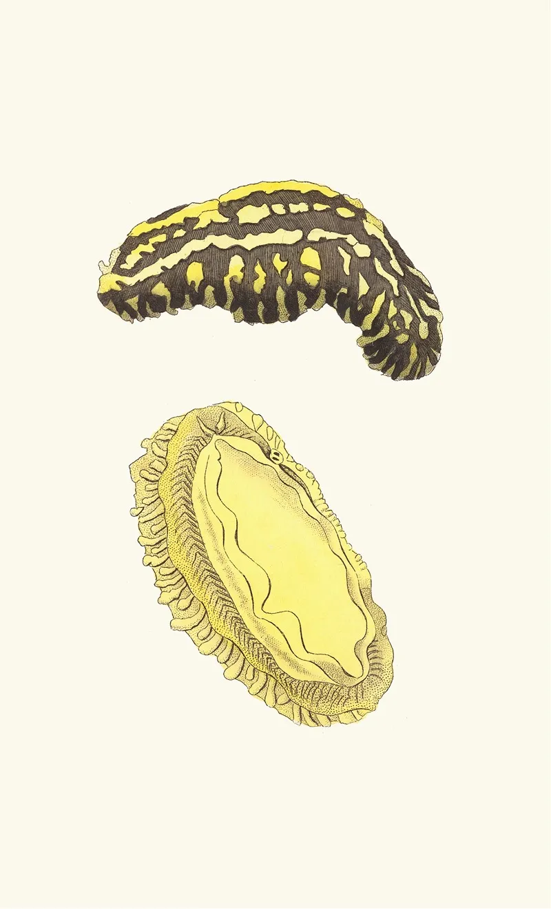 Trilineated Phyllidia