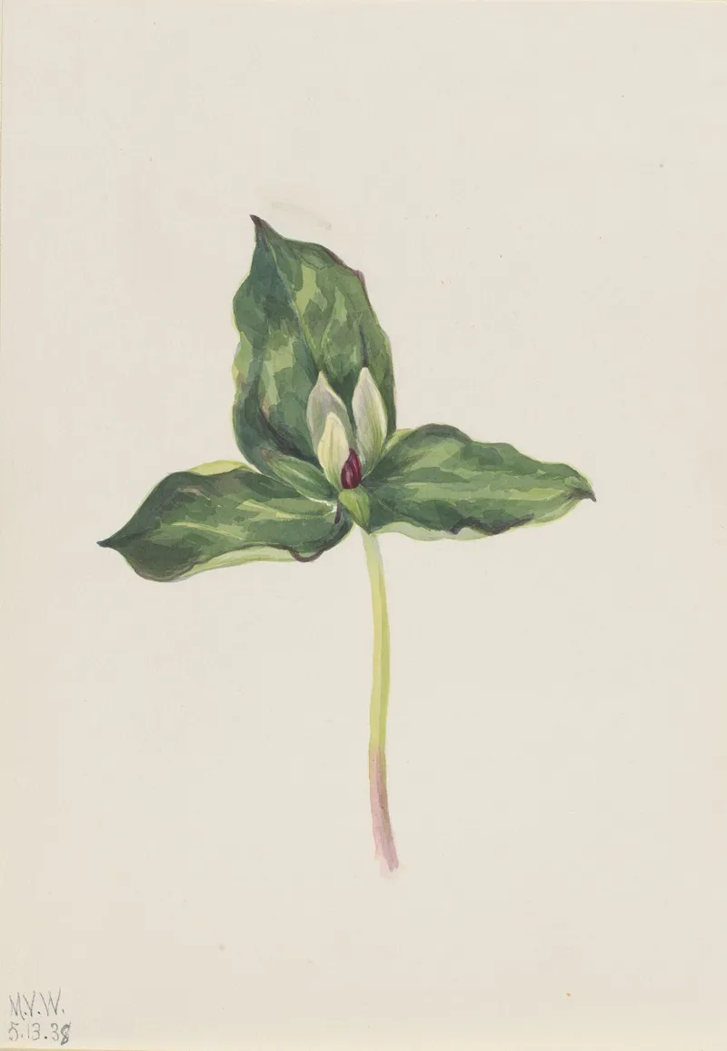 Trillium Discolor