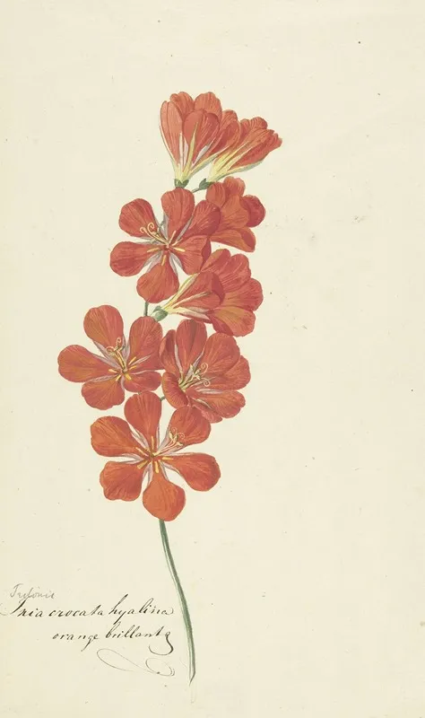 Tritonia Crocata Flame Freesia