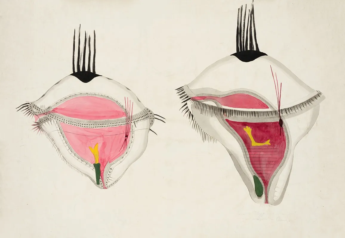 Trochophore Larva