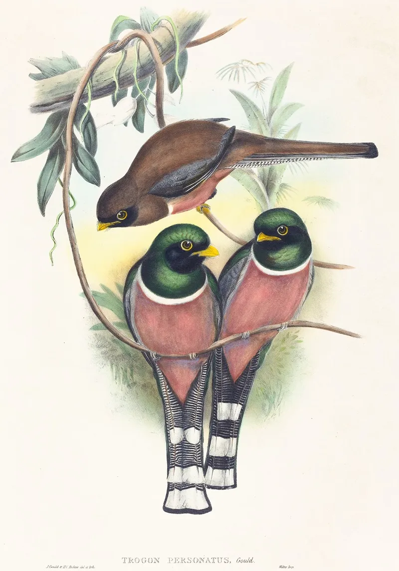 Trogan Personatus by John Gould - Canvas Print