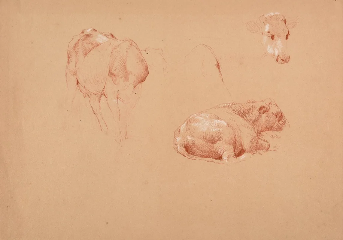 Trois Etudes De Boeufs