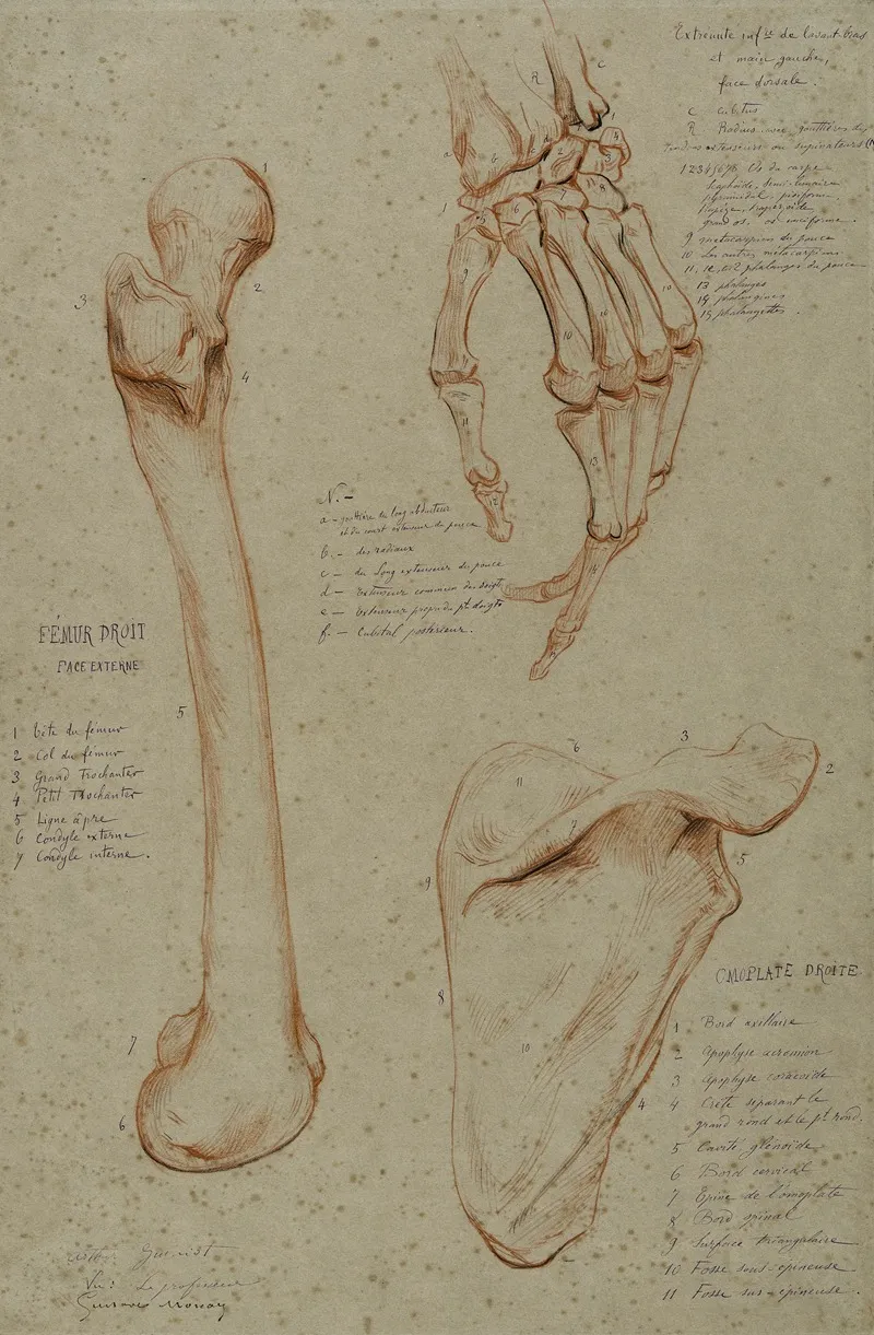 Trois Etudes Femur Droit Main Gauche Face Dorsale Omoplate Droite