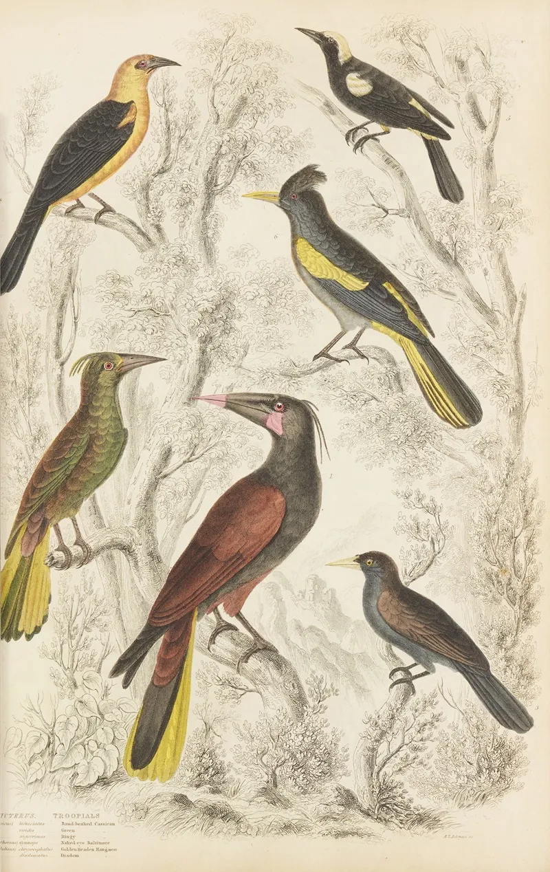 Troopials by William MacGillivray - Canvas Print