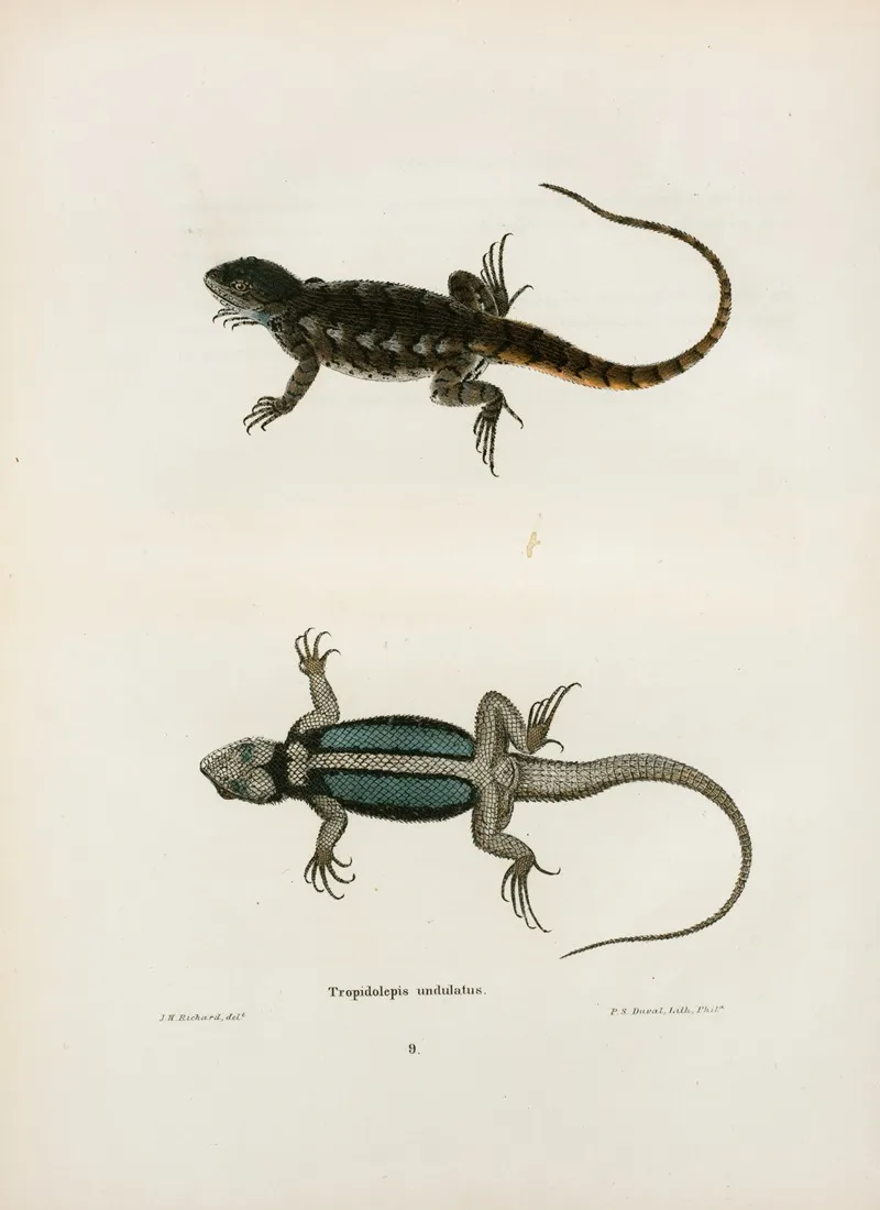 Tropidolepis Undulatus