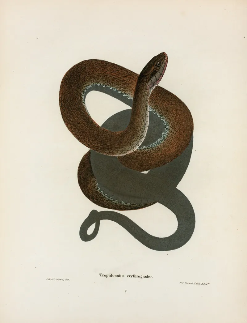 Tropidonotus Erythrogaster by John Edwards Holbrook - Canvas Print