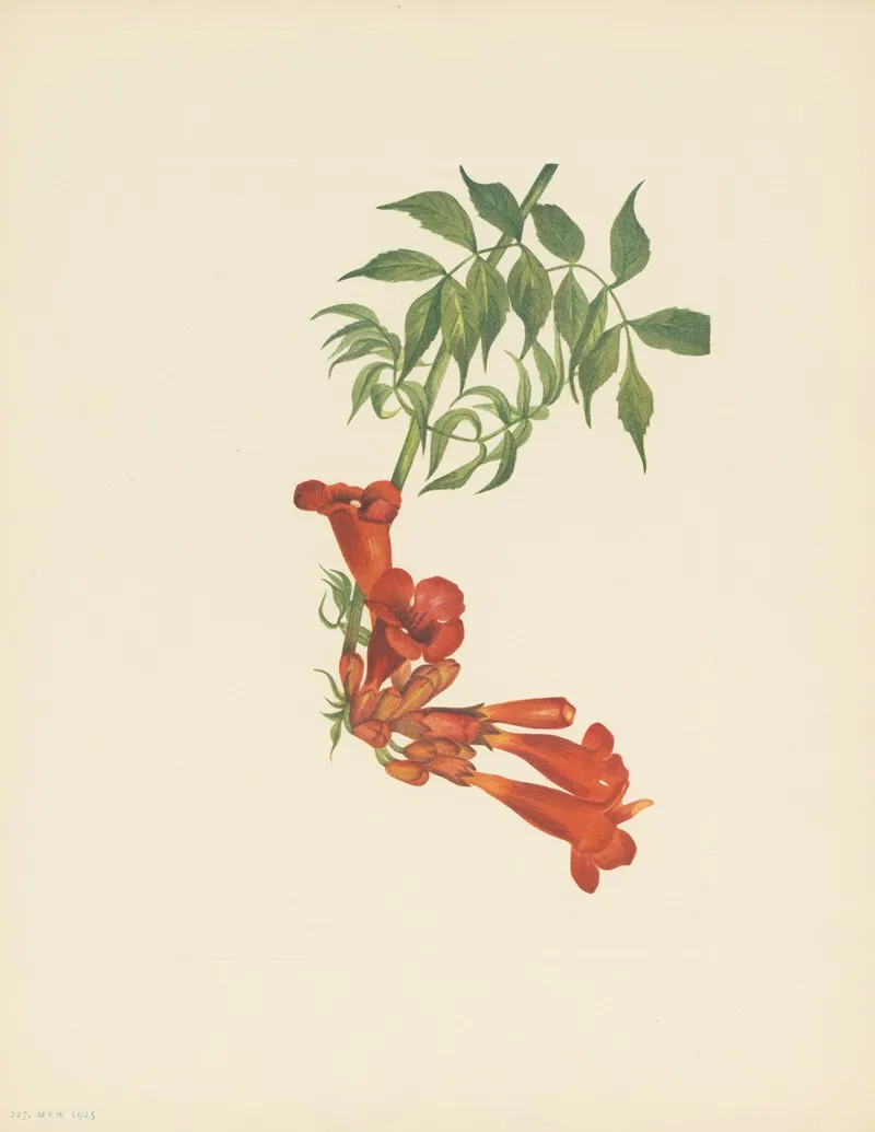 Trumpetcreeper Bignonia Radicans 2