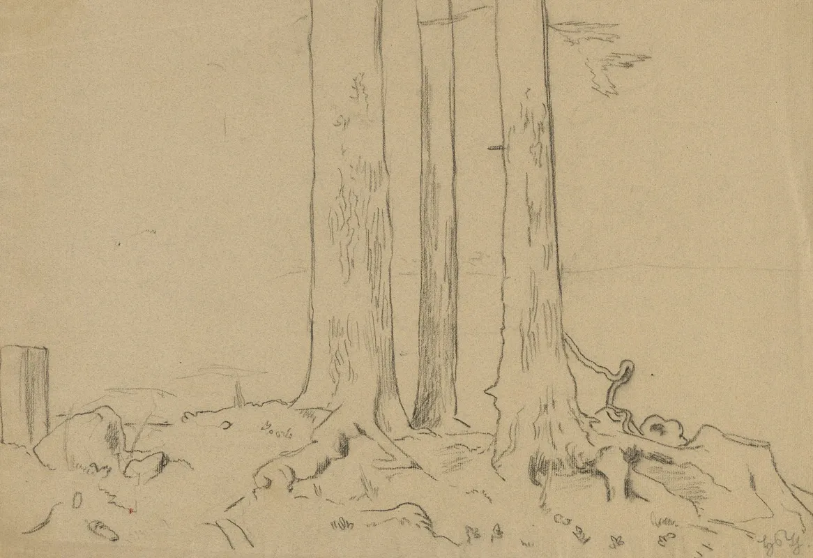 Trunks Of Three Trees