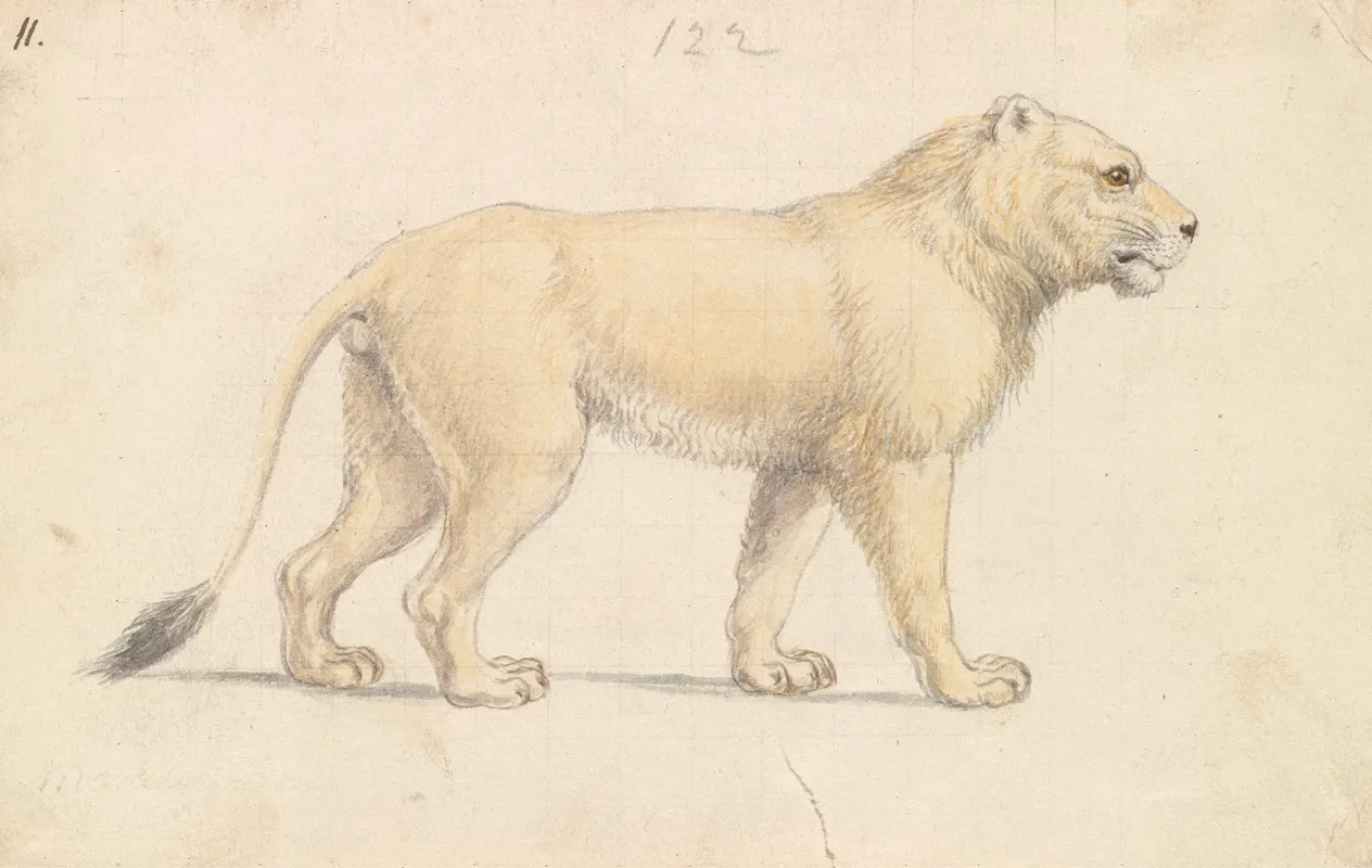 Tsavo Lion