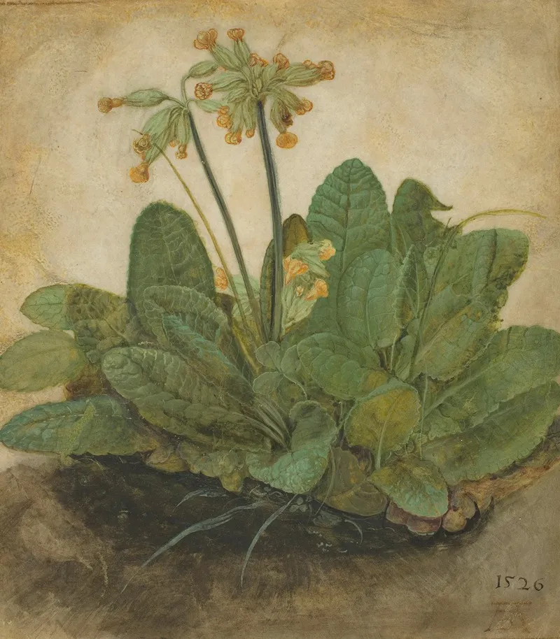 Tuft Of Cowslips
