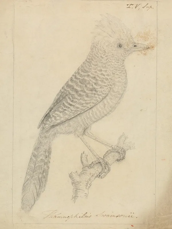 Tufted Antshrike