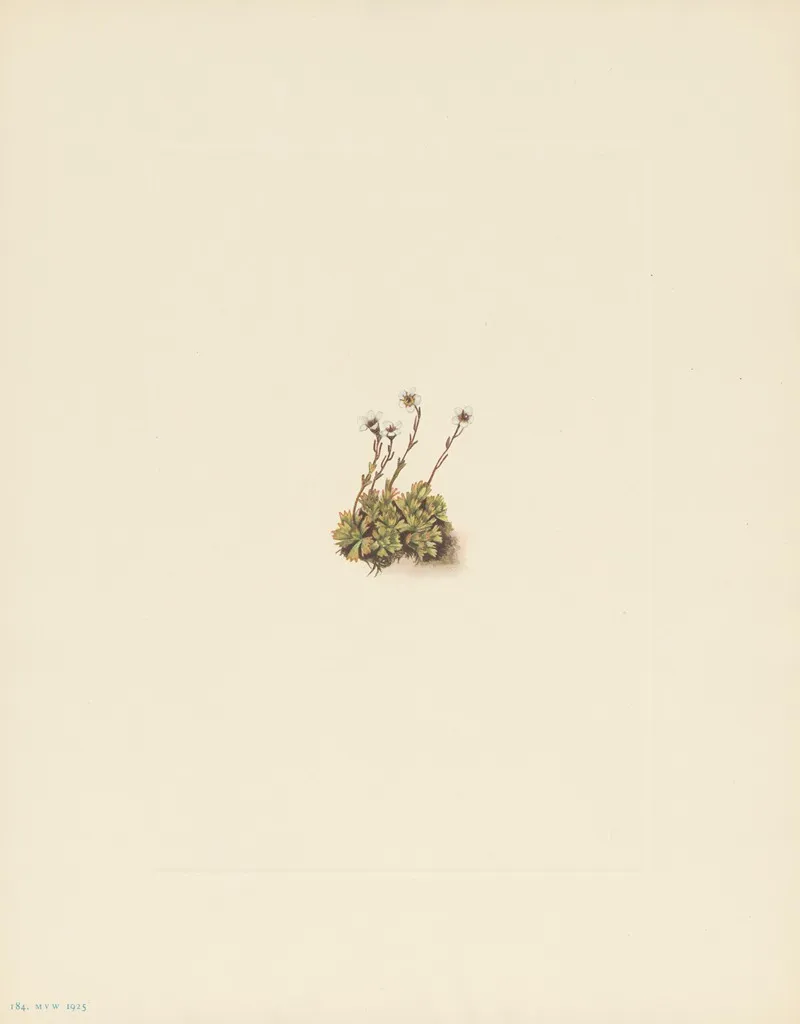 Tufted Saxifrage Saxifraga Caespitosa 3