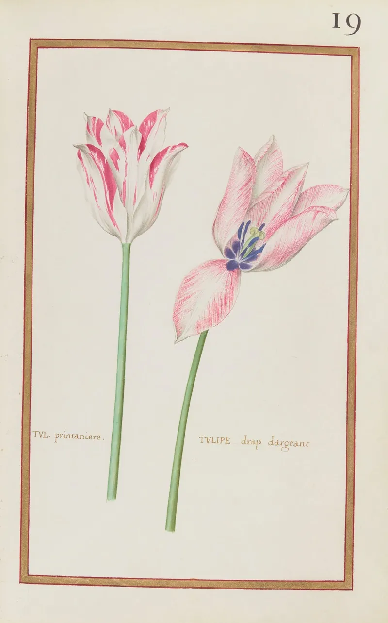 Tul Printaniere Tulipe Drap Dargeant