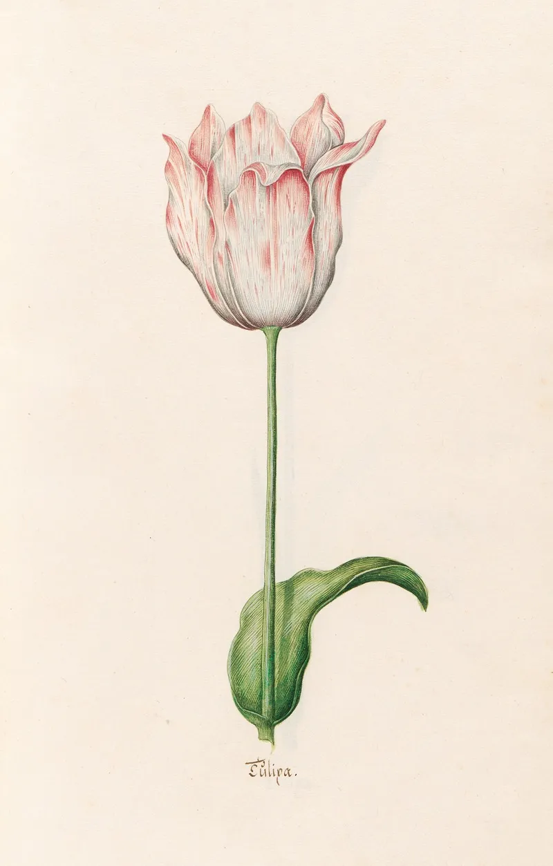 Tulipa 9