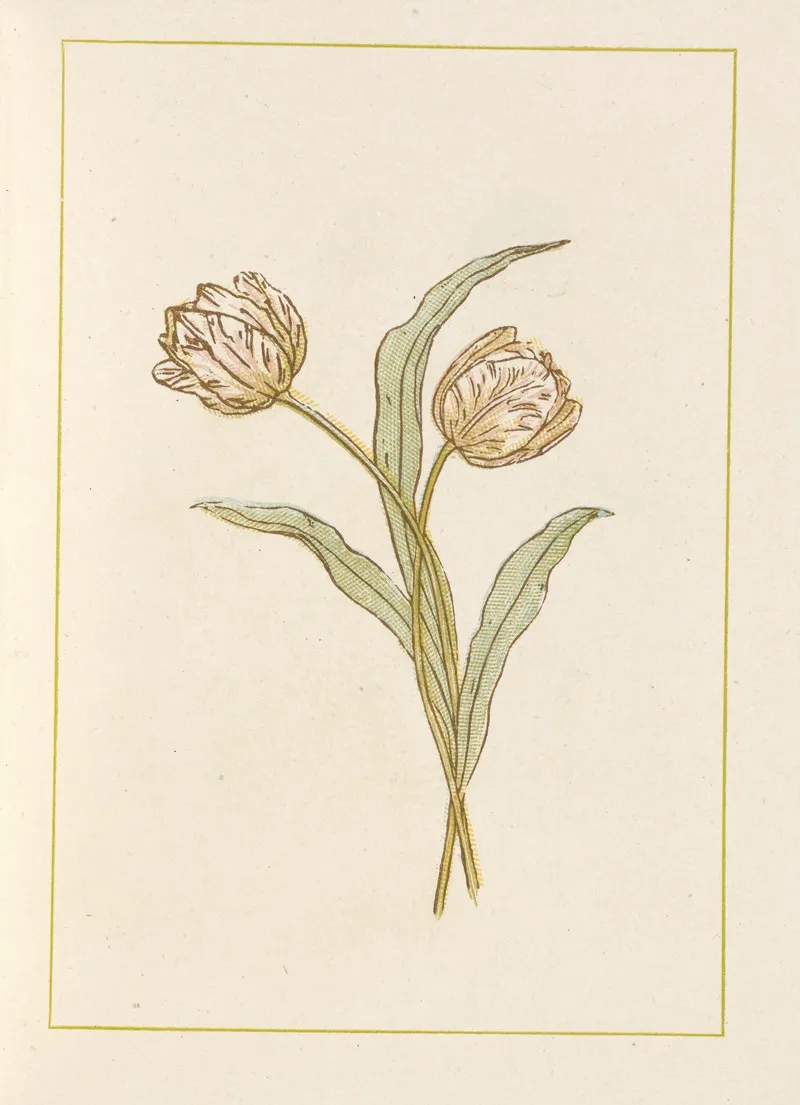 Tulips 6