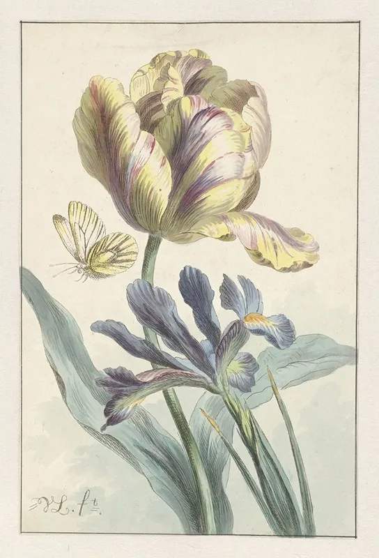 Tulp En Iris