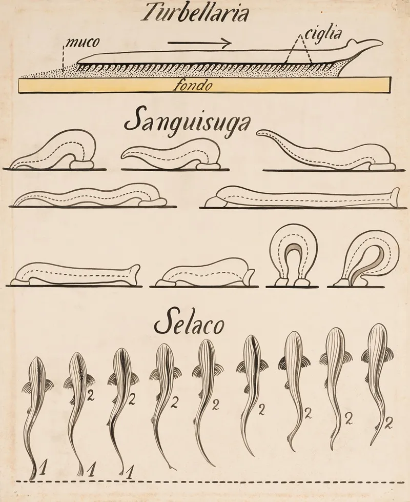 Turbellaria Sanguisuga Selachii