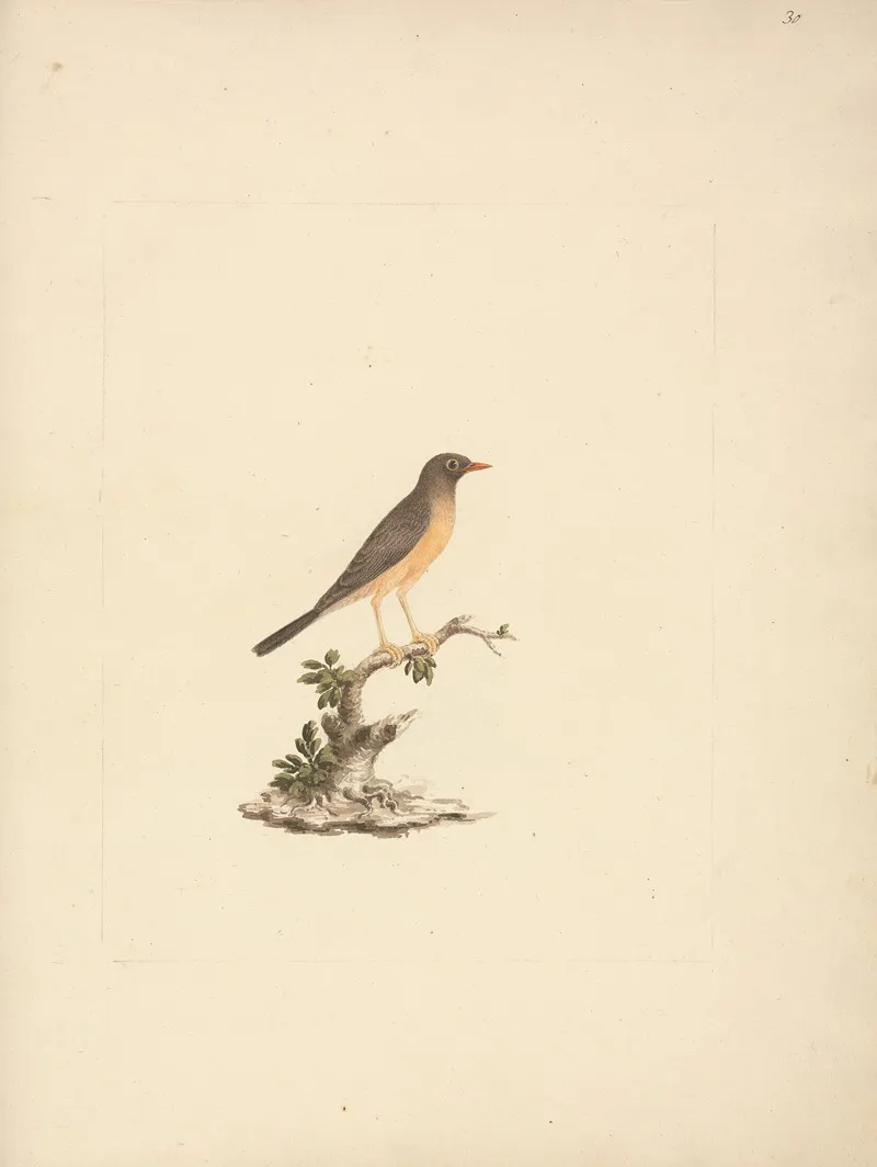 Turdus Abyssinicus Mountain Thrush by Luigi Balugani - Canvas Print